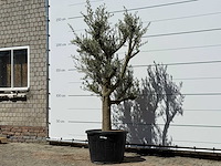 Olijfboom jonge schors - olea europaea - ca. 40 jaar oud - hoogte ca. 250 cm - afbeelding 2 van  4