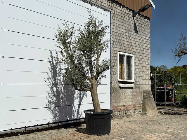 Olijfboom jonge schors - olea europaea - ca. 40 jaar oud - hoogte ca. 250 cm - afbeelding 3 van  4
