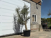 Olijfboom jonge schors - olea europaea - ca. 40 jaar oud - hoogte ca. 250 cm - afbeelding 3 van  4