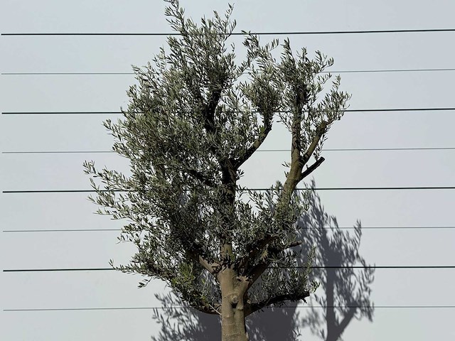 Olijfboom jonge schors - olea europaea - ca. 40 jaar oud - hoogte ca. 250 cm - afbeelding 4 van  4