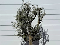 Olijfboom jonge schors - olea europaea - ca. 40 jaar oud - hoogte ca. 250 cm - afbeelding 4 van  4