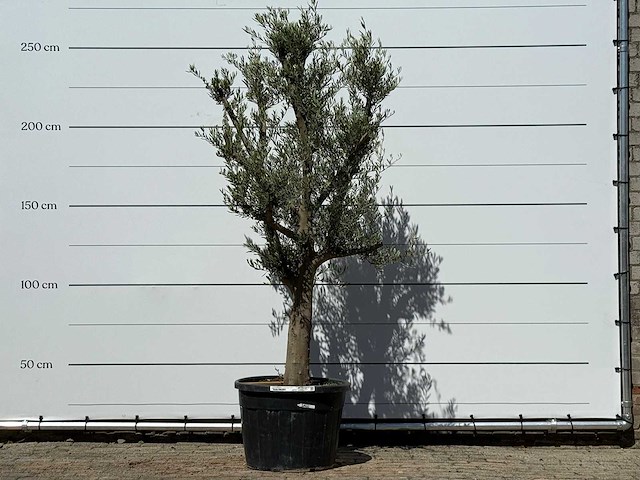 Olijfboom jonge schors - olea europaea - ca. 40 jaar oud - hoogte ca. 250 cm - afbeelding 1 van  6
