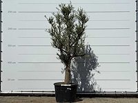 Olijfboom jonge schors - olea europaea - ca. 40 jaar oud - hoogte ca. 250 cm - afbeelding 2 van  6