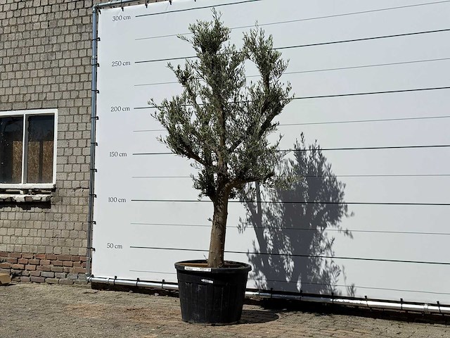 Olijfboom jonge schors - olea europaea - ca. 40 jaar oud - hoogte ca. 250 cm - afbeelding 3 van  6