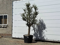 Olijfboom jonge schors - olea europaea - ca. 40 jaar oud - hoogte ca. 250 cm - afbeelding 3 van  6