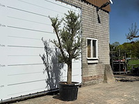 Olijfboom jonge schors - olea europaea - ca. 40 jaar oud - hoogte ca. 250 cm - afbeelding 4 van  6