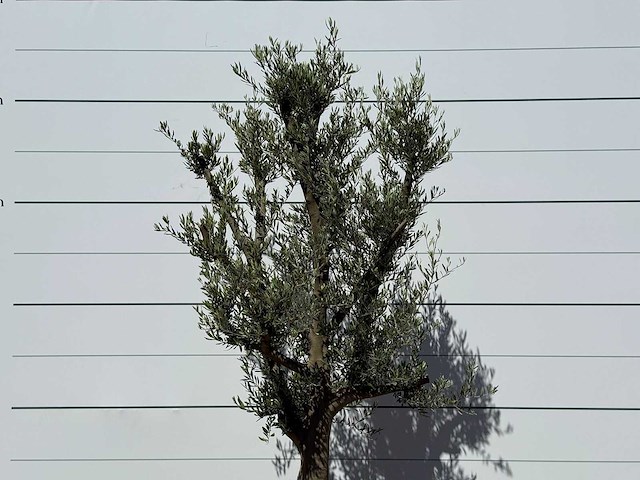 Olijfboom jonge schors - olea europaea - ca. 40 jaar oud - hoogte ca. 250 cm - afbeelding 5 van  6