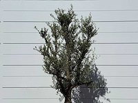 Olijfboom jonge schors - olea europaea - ca. 40 jaar oud - hoogte ca. 250 cm - afbeelding 5 van  6