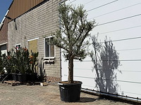 Olijfboom jonge schors - olea europaea - ca. 40 jaar oud - hoogte ca. 250 cm - afbeelding 6 van  6