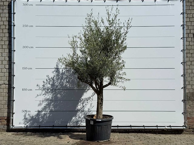 Olijfboom jonge schors - olea europaea - ca. 40 jaar oud - hoogte ca. 250 cm - afbeelding 1 van  7
