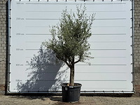 Olijfboom jonge schors - olea europaea - ca. 40 jaar oud - hoogte ca. 250 cm - afbeelding 1 van  7