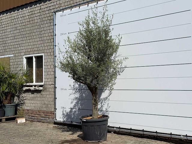 Olijfboom jonge schors - olea europaea - ca. 40 jaar oud - hoogte ca. 250 cm - afbeelding 2 van  7
