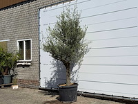 Olijfboom jonge schors - olea europaea - ca. 40 jaar oud - hoogte ca. 250 cm - afbeelding 2 van  7
