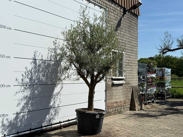 Olijfboom jonge schors - olea europaea - ca. 40 jaar oud - hoogte ca. 250 cm - afbeelding 3 van  7