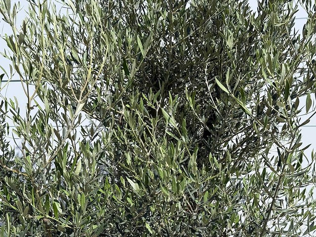 Olijfboom jonge schors - olea europaea - ca. 40 jaar oud - hoogte ca. 250 cm - afbeelding 4 van  7