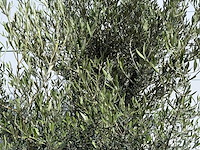 Olijfboom jonge schors - olea europaea - ca. 40 jaar oud - hoogte ca. 250 cm - afbeelding 4 van  7