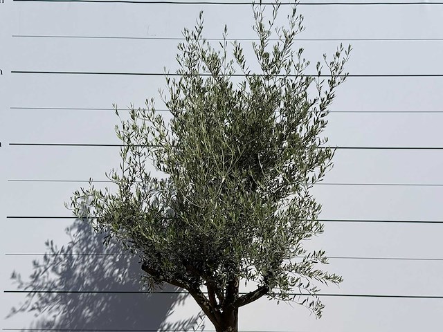 Olijfboom jonge schors - olea europaea - ca. 40 jaar oud - hoogte ca. 250 cm - afbeelding 5 van  7