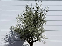 Olijfboom jonge schors - olea europaea - ca. 40 jaar oud - hoogte ca. 250 cm - afbeelding 5 van  7
