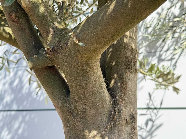 Olijfboom jonge schors - olea europaea - ca. 40 jaar oud - hoogte ca. 250 cm - afbeelding 6 van  7