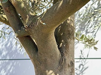 Olijfboom jonge schors - olea europaea - ca. 40 jaar oud - hoogte ca. 250 cm - afbeelding 6 van  7