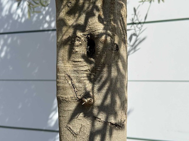 Olijfboom jonge schors - olea europaea - ca. 40 jaar oud - hoogte ca. 250 cm - afbeelding 7 van  7