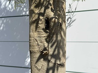 Olijfboom jonge schors - olea europaea - ca. 40 jaar oud - hoogte ca. 250 cm - afbeelding 7 van  7