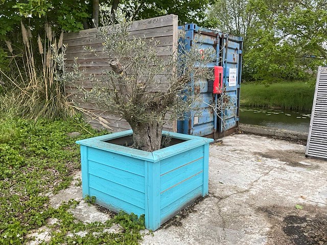 Olijfboom met plantenbak - afbeelding 1 van  4