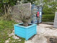 Olijfboom met plantenbak - afbeelding 1 van  4