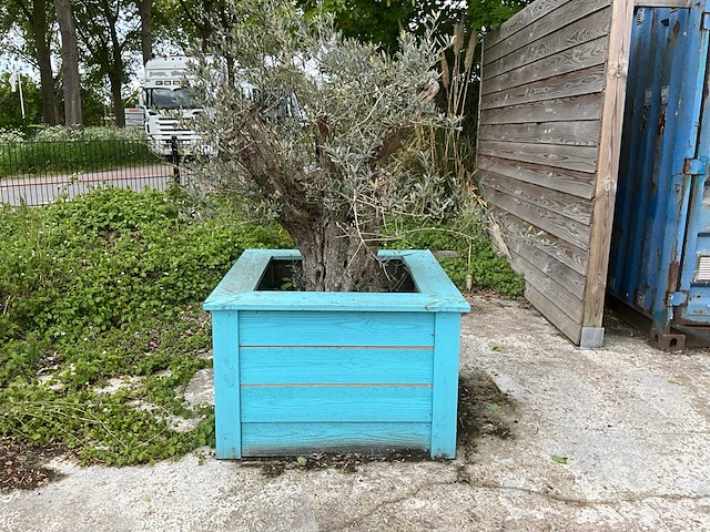 Olijfboom met plantenbak - afbeelding 2 van  4