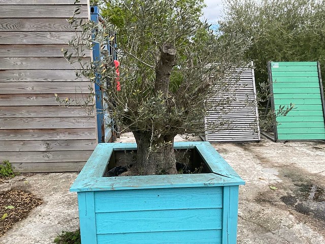 Olijfboom met plantenbak - afbeelding 3 van  4