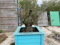 Olijfboom met plantenbak - afbeelding 3 van  4