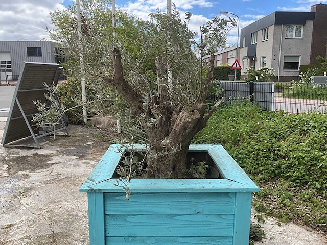 Olijfboom met plantenbak - afbeelding 4 van  4