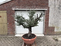 Olijfboom old skin - olea europaea - 100 jaar oud - hoogte ca. 200 cm - afbeelding 1 van  6