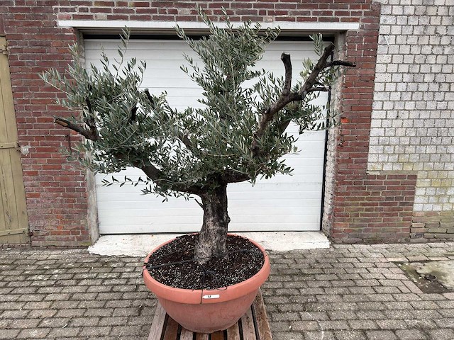 Olijfboom old skin - olea europaea - 100 jaar oud - hoogte ca. 200 cm - afbeelding 2 van  6