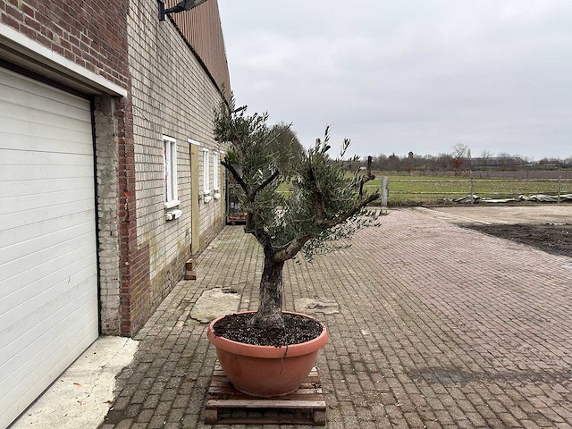 Olijfboom old skin - olea europaea - 100 jaar oud - hoogte ca. 200 cm - afbeelding 3 van  6