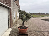 Olijfboom old skin - olea europaea - 100 jaar oud - hoogte ca. 200 cm - afbeelding 3 van  6