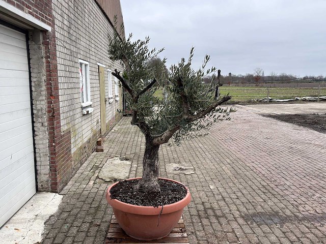 Olijfboom old skin - olea europaea - 100 jaar oud - hoogte ca. 200 cm - afbeelding 4 van  6