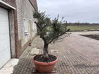 Olijfboom old skin - olea europaea - 100 jaar oud - hoogte ca. 200 cm - afbeelding 4 van  6