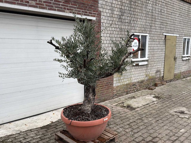 Olijfboom old skin - olea europaea - 100 jaar oud - hoogte ca. 200 cm - afbeelding 5 van  6