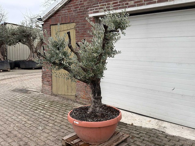 Olijfboom old skin - olea europaea - 100 jaar oud - hoogte ca. 200 cm - afbeelding 6 van  6