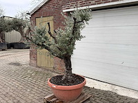 Olijfboom old skin - olea europaea - 100 jaar oud - hoogte ca. 200 cm - afbeelding 6 van  6