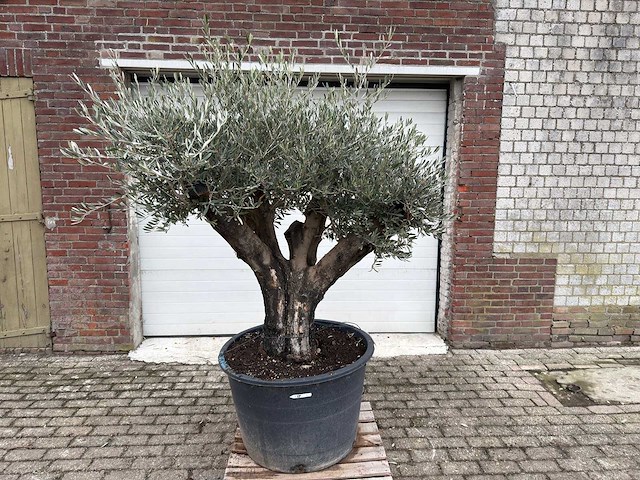 Olijfboom old skin - olea europaea - 100 jaar oud - hoogte ca. 220 cm - afbeelding 1 van  5