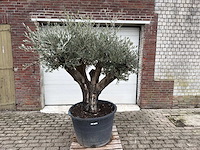 Olijfboom old skin - olea europaea - 100 jaar oud - hoogte ca. 220 cm - afbeelding 1 van  5
