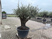 Olijfboom old skin - olea europaea - 100 jaar oud - hoogte ca. 220 cm - afbeelding 5 van  5