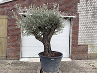 Olijfboom old skin - olea europaea - 100 jaar oud - hoogte ca. 250 cm