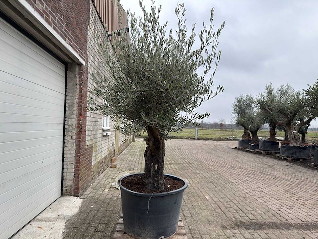 Olijfboom old skin - olea europaea - 100 jaar oud - hoogte ca. 250 cm - afbeelding 2 van  6