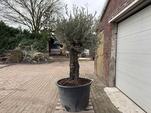Olijfboom old skin - olea europaea - 100 jaar oud - hoogte ca. 250 cm - afbeelding 3 van  6
