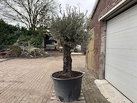 Olijfboom old skin - olea europaea - 100 jaar oud - hoogte ca. 250 cm - afbeelding 3 van  6