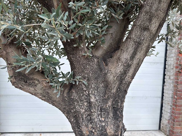 Olijfboom old skin - olea europaea - 100 jaar oud - hoogte ca. 250 cm - afbeelding 4 van  6