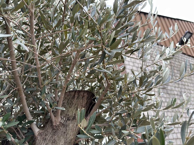 Olijfboom old skin - olea europaea - 100 jaar oud - hoogte ca. 250 cm - afbeelding 5 van  6